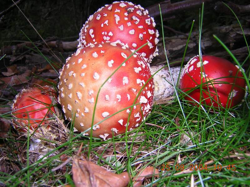 Funghi da Northumberland - GB